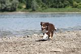 BERGER AUSTRALIEN PUPPIES 148
